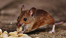 24 Hour & Emergency Exterminators in Northbrook, IL